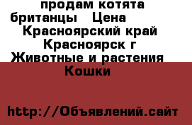 продам котята британцы › Цена ­ 5 000 - Красноярский край, Красноярск г. Животные и растения » Кошки   